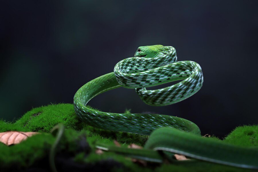 Ruby Snake