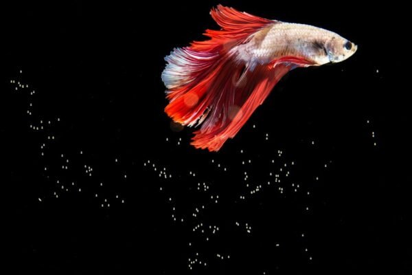 White Betta Fish