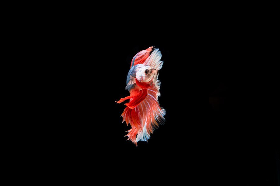 White Betta Fish