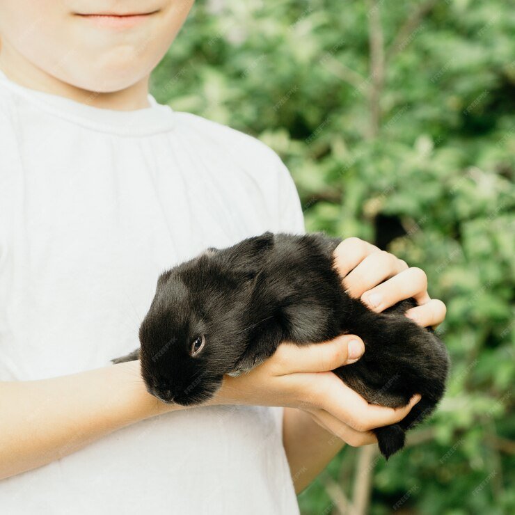 Baby Rabbit